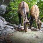 Chamois drinking...