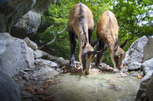 Chamois drinking...