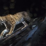 Wild european lynx (Lynx lynx) passing by a camera trap in the Jura mountains, Switzerland.