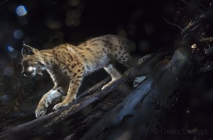 Wild european lynx (Lynx lynx) passing by a camera trap in the Jura mountains, Switzerland.