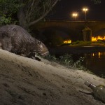 European beaver in a city center, Orleans, France...