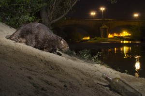 European beaver in a city center, Orleans, France...