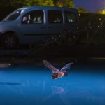 Northern bat drinking, La Chaux de Fond, Switzerland...