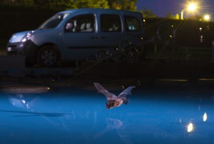 Northern bat drinking, La Chaux de Fond, Switzerland...