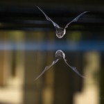 Northern bat drinking in a pool in a city center...