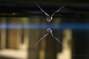 Northern bat drinking in a pool in a city center...