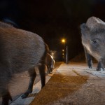 Wild boar in the streets of Barcelona, Spain...