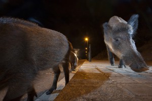 Wild boar in the streets of Barcelona, Spain...