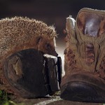 Hedgehog in a garden, London, UK...