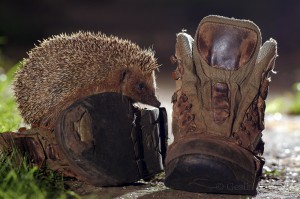 Hedgehog in a garden, London, UK...