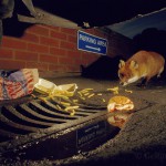 Urban fox feeding on junk food, London, UK...