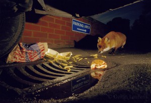 Urban fox feeding on junk food, London, UK...