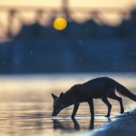 Urban fox drinking at night, London, UK...