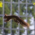 Red squirrel jumping in an urban park, Grenoble, France.