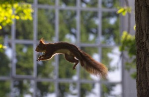 Red squirrel jumping in an urban park, Grenoble, France.