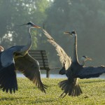 Grey heron fight in an urban park, London, UK...