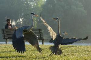 Grey heron fight in an urban park, London, UK...