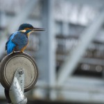 Kingfisher, Auxerre, France...