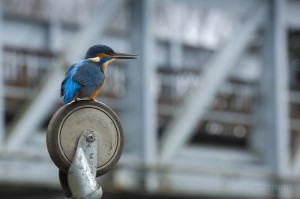 Kingfisher, Auxerre, France...