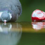 Wood pigeon drinking, Paris, France...