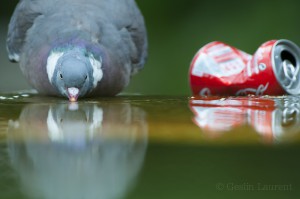 Wood pigeon drinking, Paris, France...