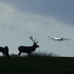 Red deer, London, UK...