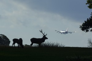 Red deer, London, UK...