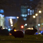 Rabbits, centre of Paris, France...