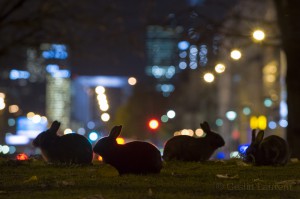 Rabbits, centre of Paris, France...