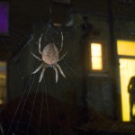 Garden spider, London, UK...