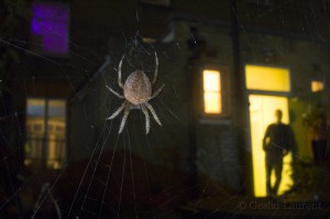 Garden spider, London, UK...