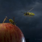 Common wasp, London, UK...