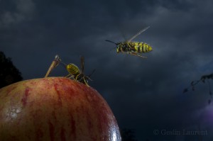Common wasp, London, UK...