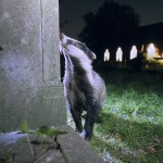 Badger, London, UK...