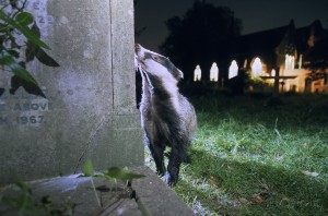 Badger, London, UK...