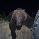 Brown bear, Brasov, Romania...