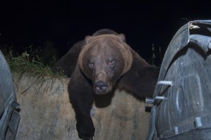 Brown bear, Brasov, Romania...