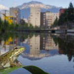 Edible frog in an urban pond, Grenoble, France...