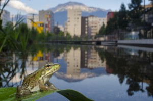 Edible frog in an urban pond, Grenoble, France...