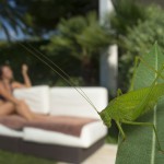 Great geen bush cricket, France...