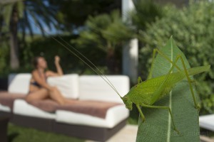 Great geen bush cricket, France...