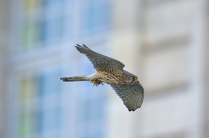 Common kestrel, Paris, France...