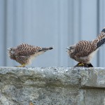 Common kestrel chick, Paris, France...