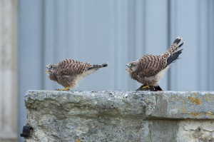 Common kestrel chick, Paris, France...