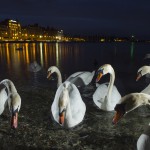 Mute swan, Geneva, Switzerland...