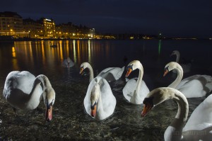 Mute swan, Geneva, Switzerland...