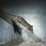 Black rat, Deshnoke, India...