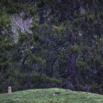 Wild european lynx (Lynx lynx) in the Simmental Valley, Switzerland...