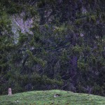 Wild european lynx (Lynx lynx) in the Simmental Valley, Switzerland...