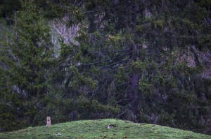 Wild european lynx (Lynx lynx) in the Simmental Valley, Switzerland...